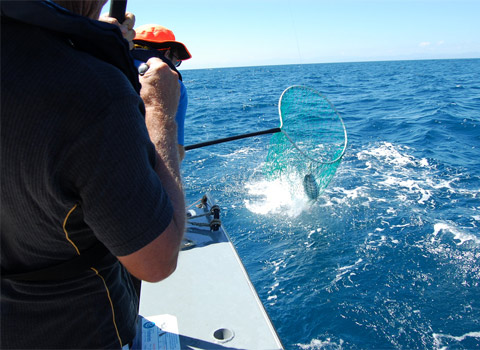 Netting a Tuna with His Nibs Fishing